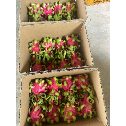 DRAGON FRUIT (Red / White flesh)