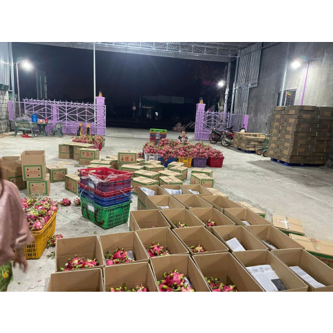 DRAGON FRUIT (Red / White flesh)