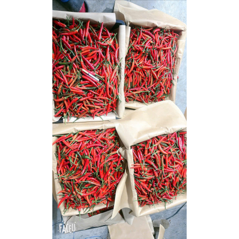 FRESH CHILI