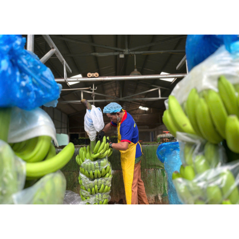 CAVENDISH BANANA