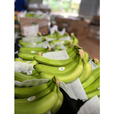CAVENDISH BANANA