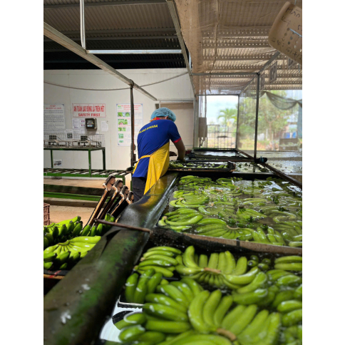 CAVENDISH BANANA