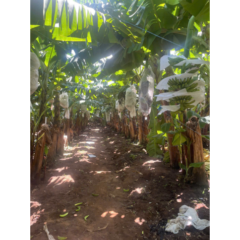 CAVENDISH BANANA